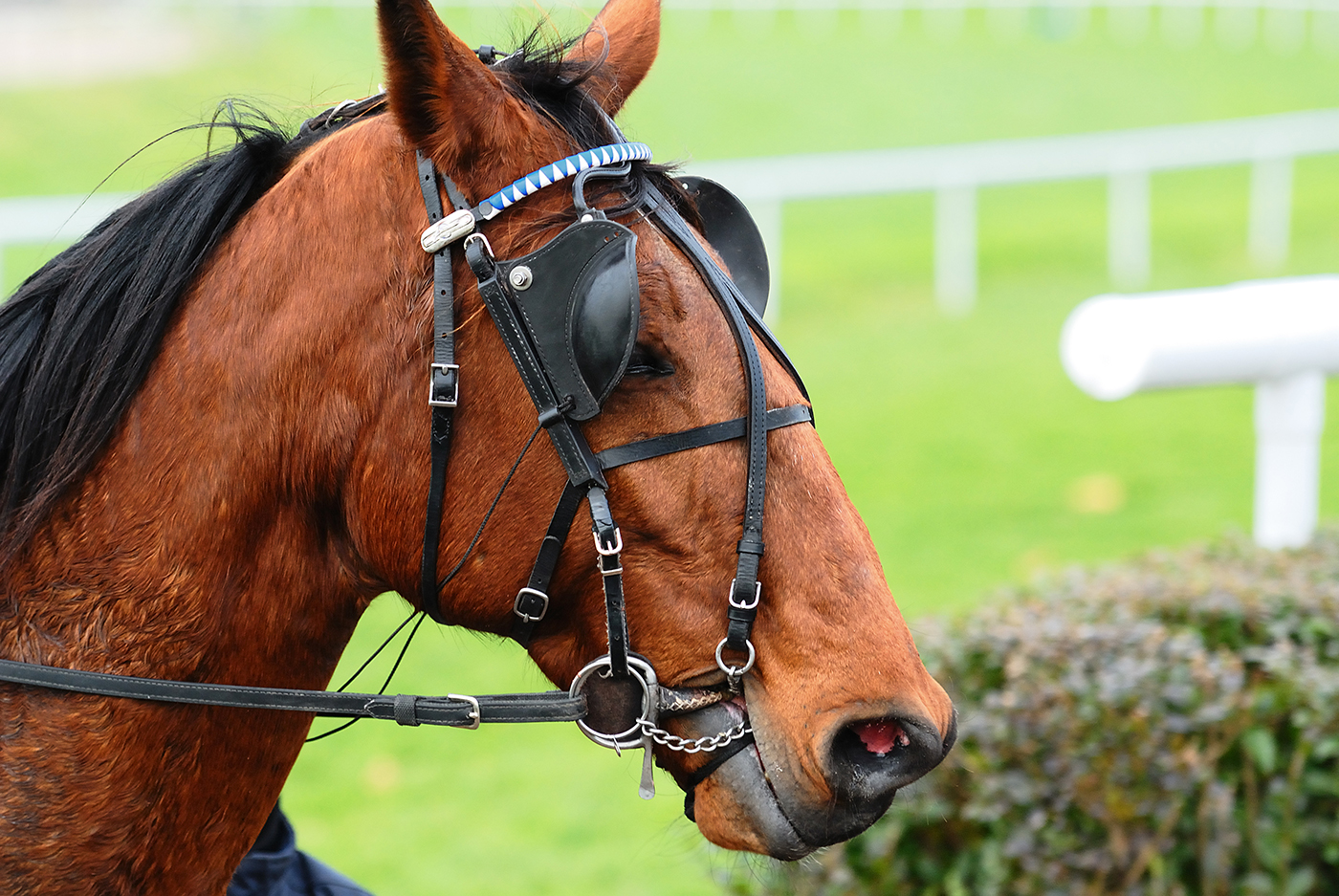 horse with blinders image